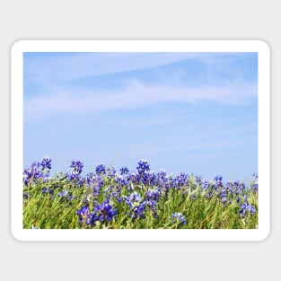 Fields of Blue Sticker